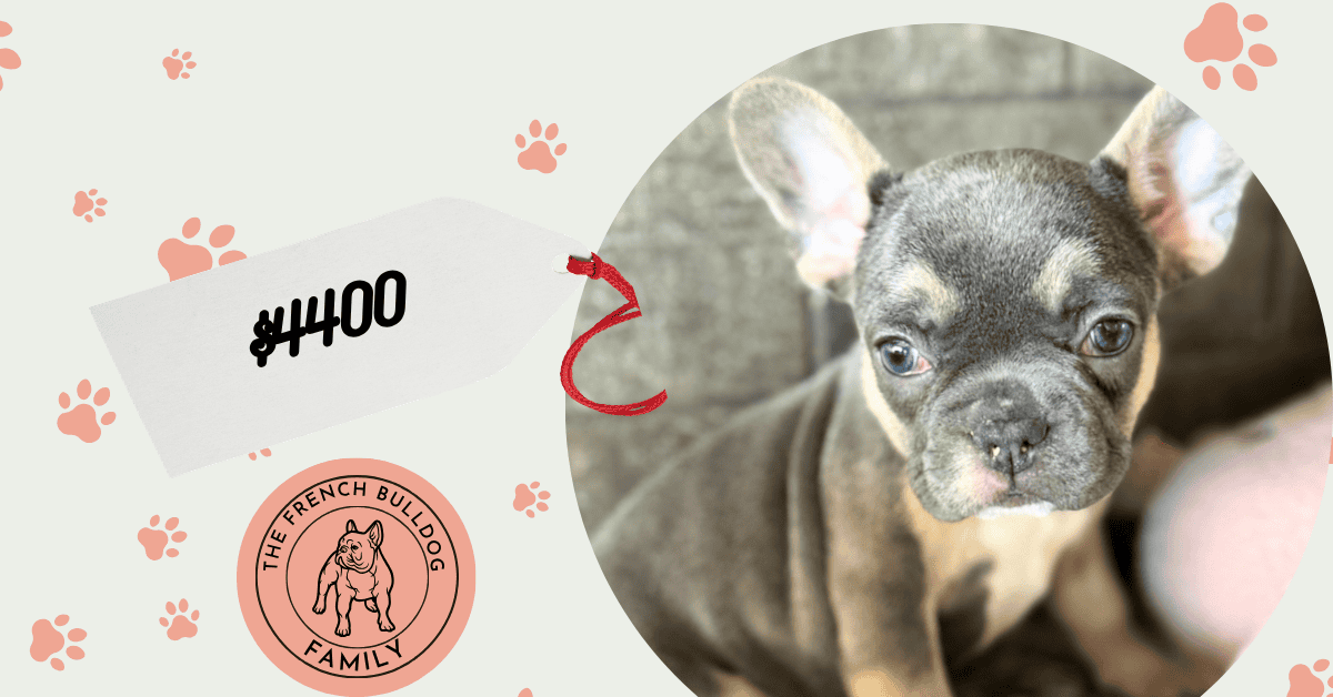Olivia | Blue & Tan French Bulldog Female | Available July 11th, 2026