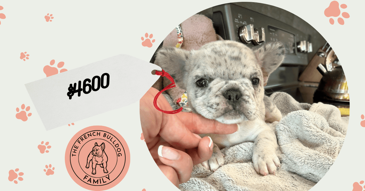 Zola | Blue Merle French Bulldog Female | Available Sep 29th, 2026