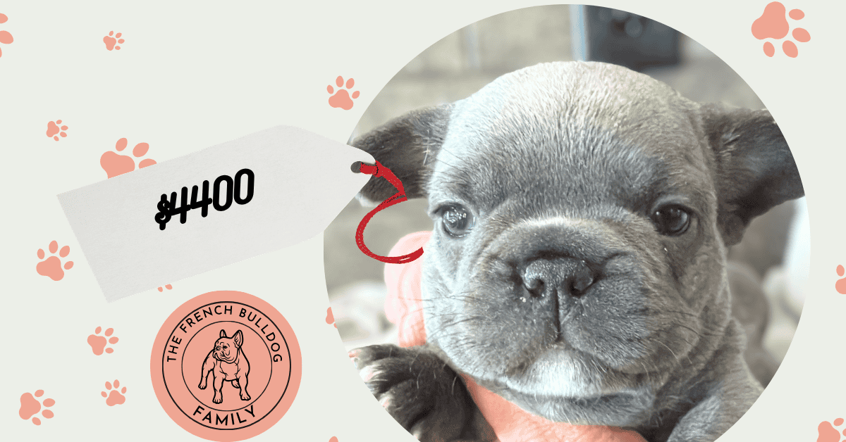 Zoey | Blue French Bulldog Female | Available Sep 29th, 2026
