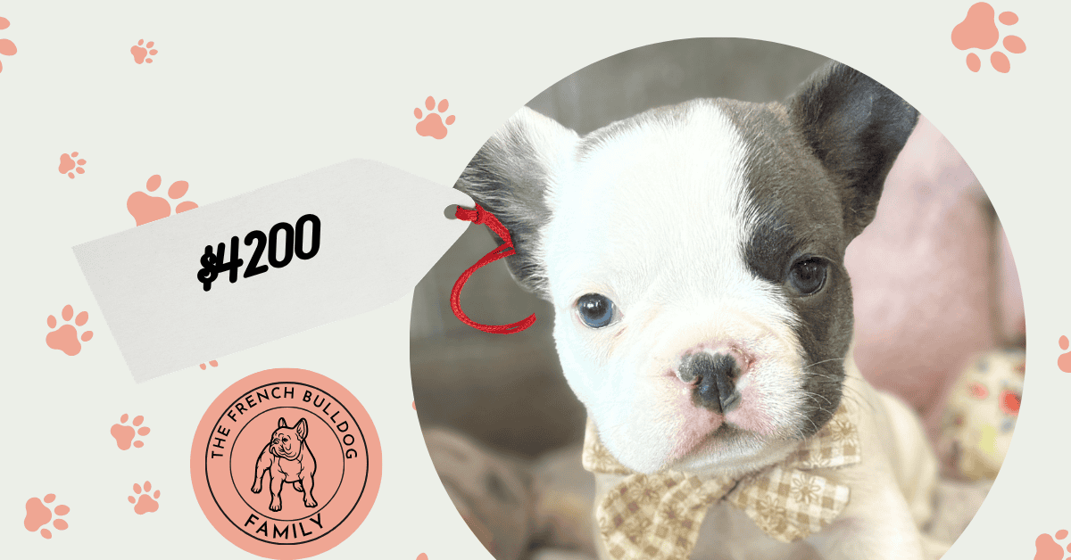 Zoom | Blue Pied French Bulldog Male | Available Sep 29th, 2026