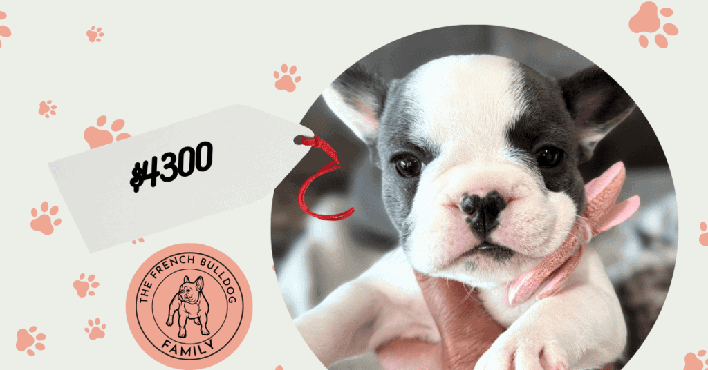 Zaria | Blue Pied French Bulldog Female | Available Sep 29th, 2026