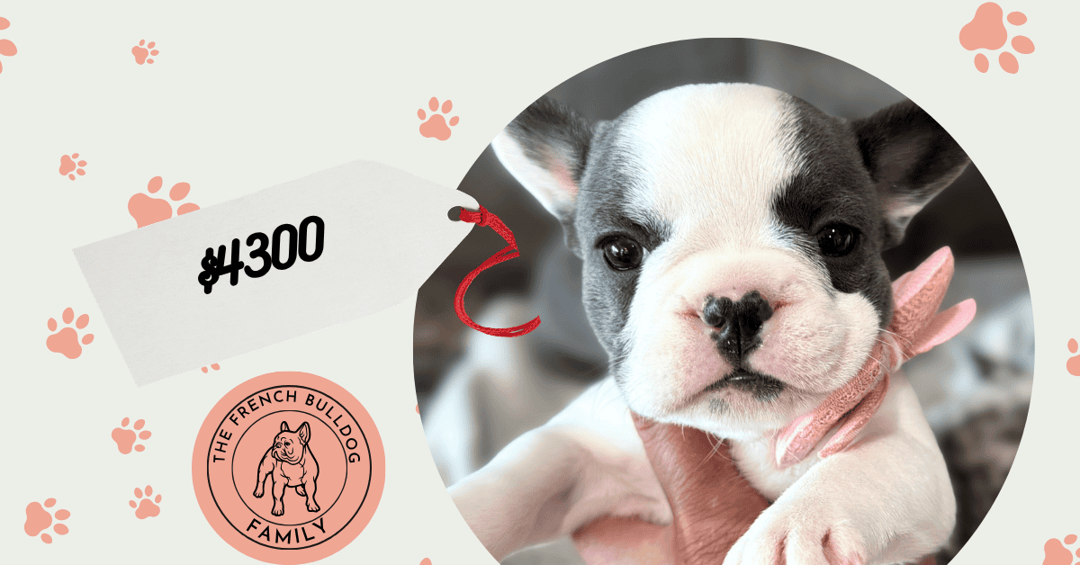 Zaria | Blue Pied French Bulldog Female | Available Sep 29th, 2026