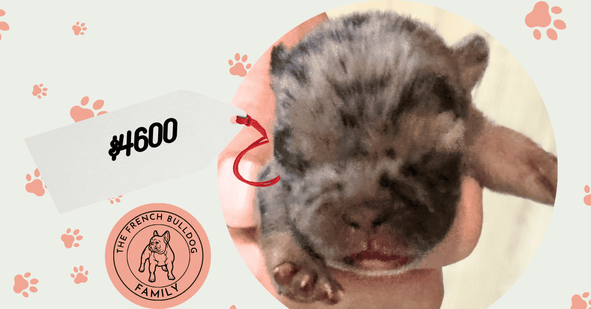 Esther | Black Merle French Bulldog Female | Available Oct 17th, 2026