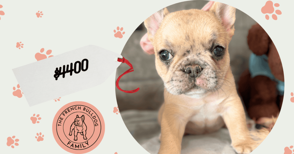 Cookie | Fawn Merle French Bulldog Female | Available Oct 5th, 2026