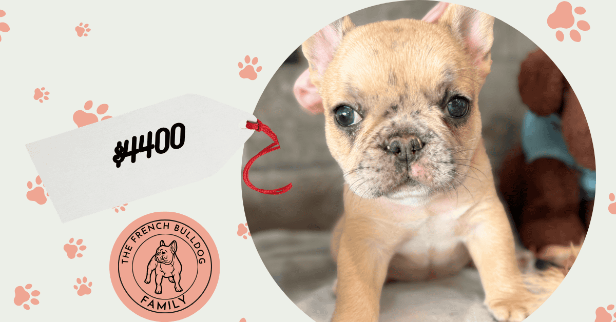 Cookie | Fawn Merle French Bulldog Female | Available Oct 5th, 2026