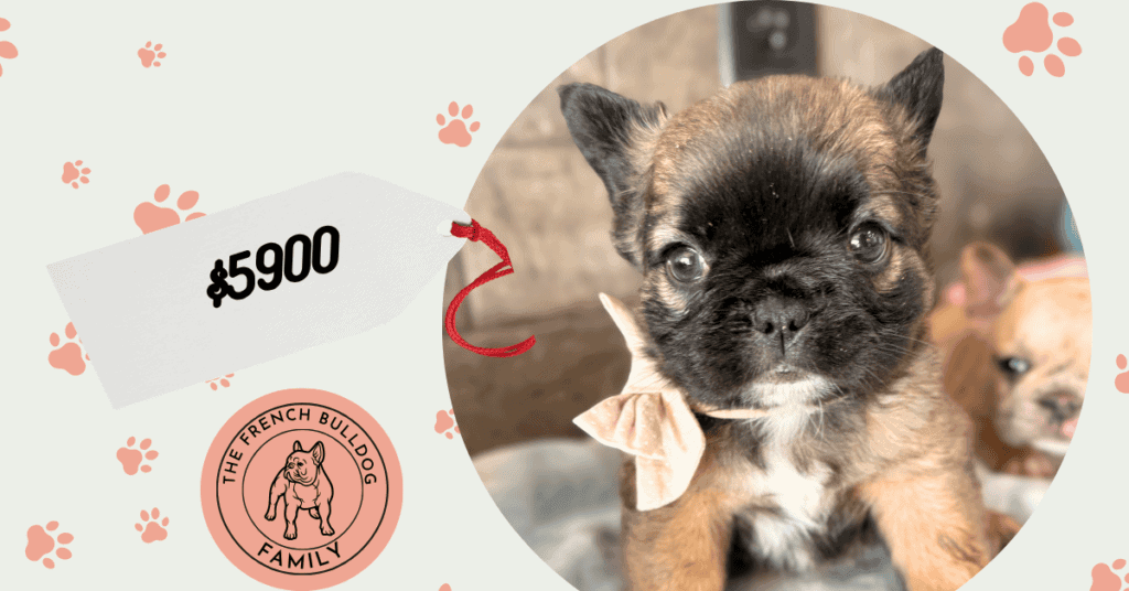 Cubby | Sable Fluffy French Bulldog Male | Available Oct 5th, 2026