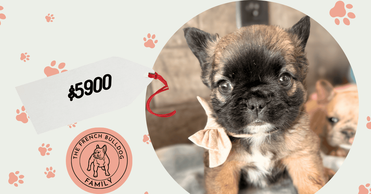 Cubby | Sable Fluffy French Bulldog Male | Available Oct 5th, 2026