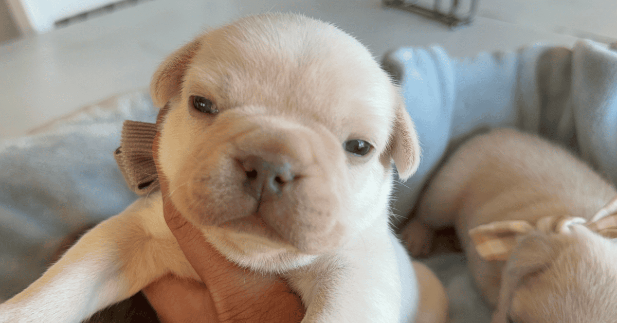Fiona & Fluffy French Bulldog Litters | Due June 10th | Pup ready in Aug 19th, 2026