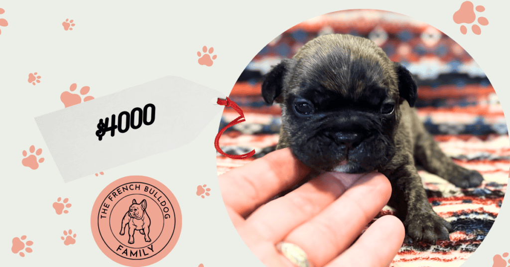 Ruby | Brindle French Bulldog Female | Available Aug 7th, 2026