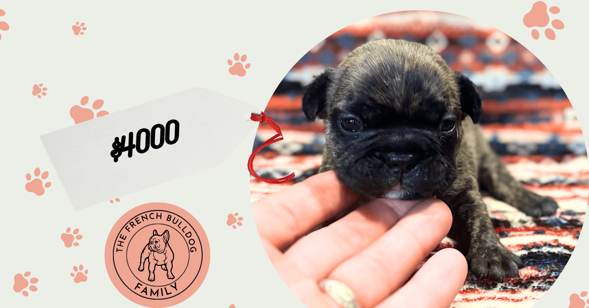 Ruby | Brindle French Bulldog Female | Available Aug 7th, 2026