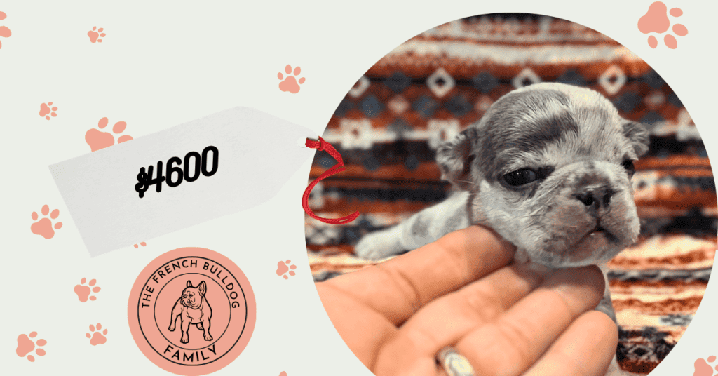 Rosie | Blue Merle French Bulldog Female | Available Aug 7th, 2026