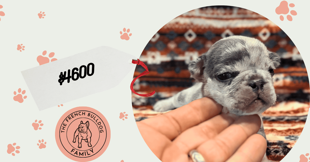 Rosie | Blue Merle French Bulldog Female | Available Aug 7th, 2026