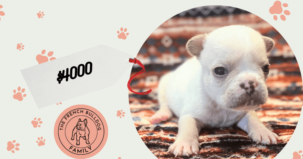 Simon | Cream French Bulldog Male | Available July 31st, 2026