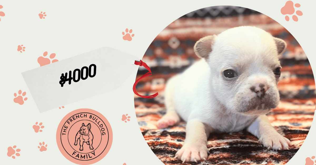 Simon | Cream French Bulldog Male | Available July 31st, 2026