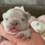 Fluffy & Maizy French Bulldog Litters | Born July 21st | Pup ready in Sep 29th, 2026