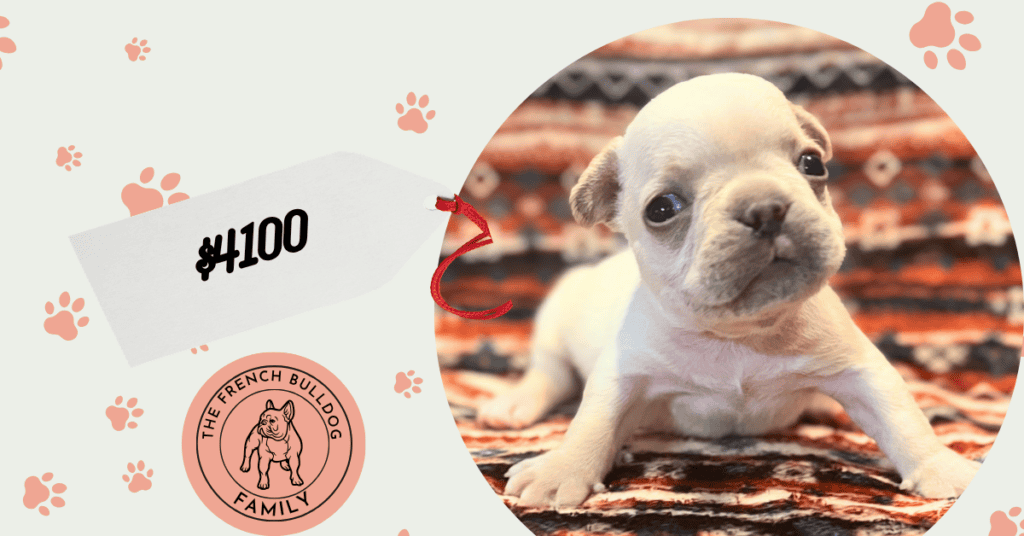 Sarah | Cream French Bulldog Female | Available July 31st, 2026