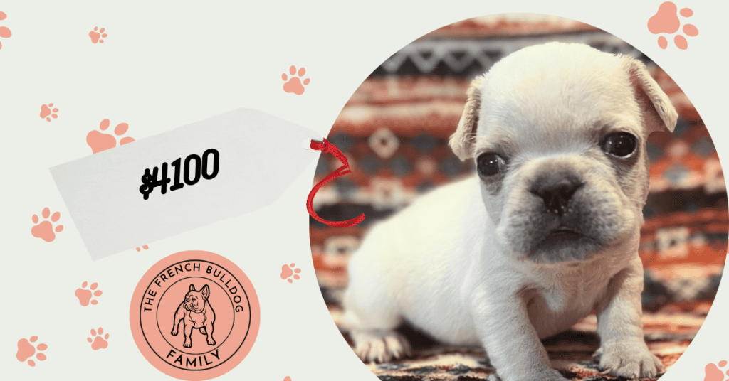 Sugar | Cream French Bulldog Female | Available July 31st, 2026
