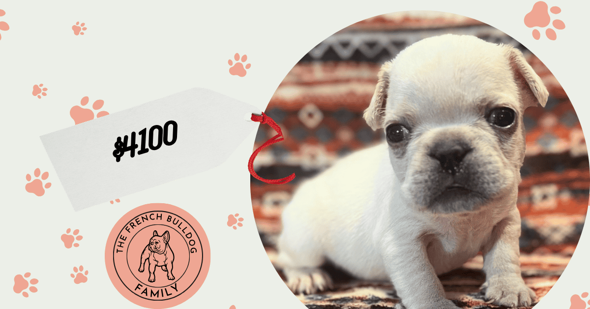 Sugar | Cream French Bulldog Female | Available July 31st, 2026