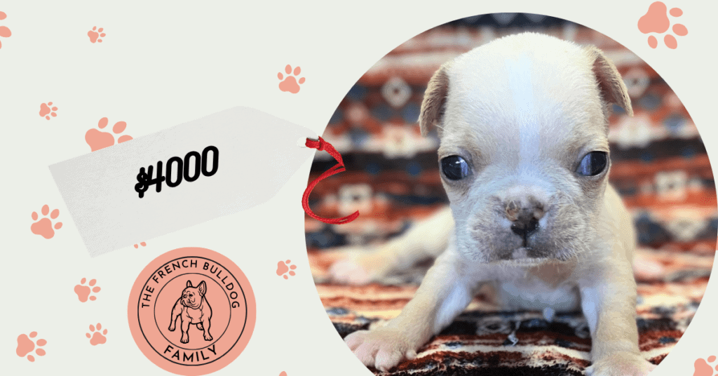 Sophie | Cream & White French Bulldog Female | Available July 31st, 2026