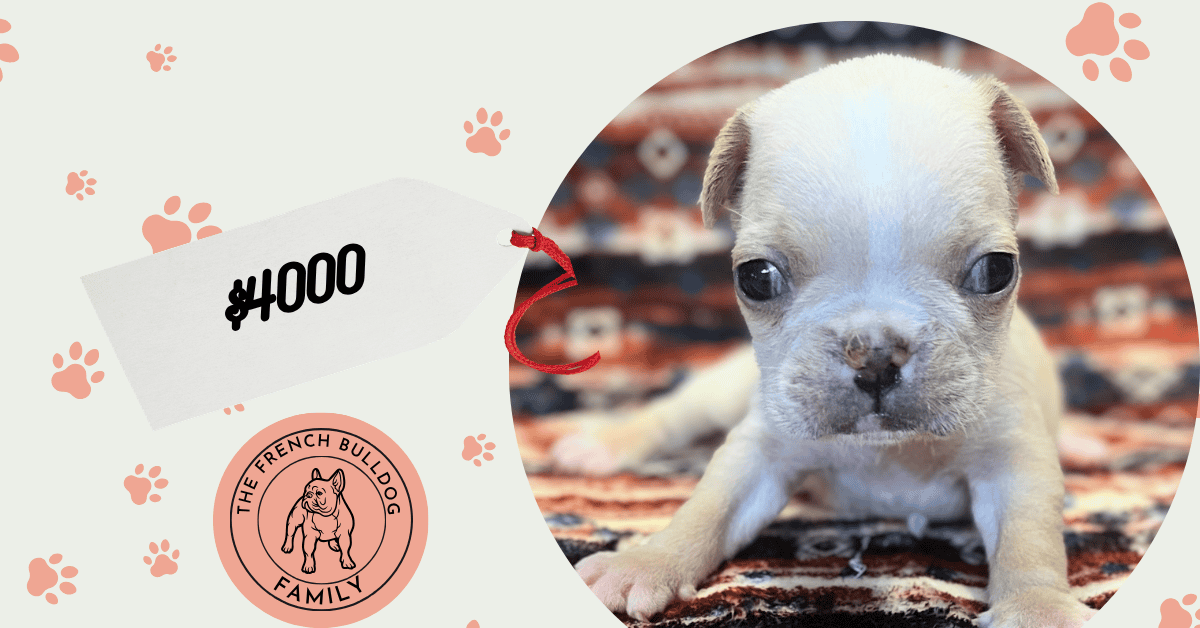 Sophie | Cream & White French Bulldog Female | Available July 31st, 2026