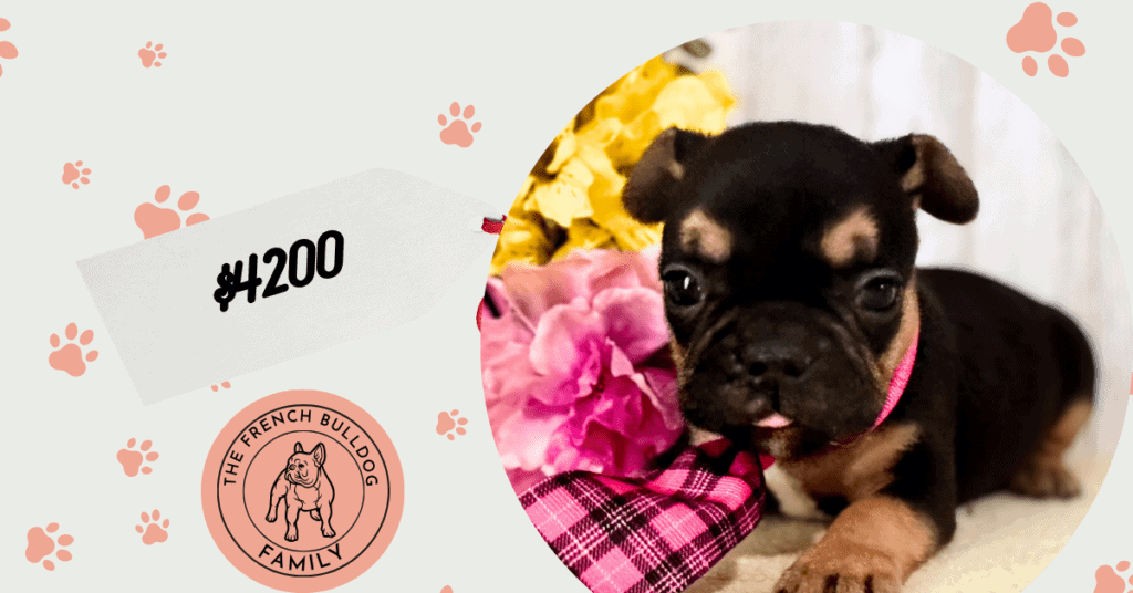 Oscar | Black & Tan French Bulldog Male | Available July 11th, 2026