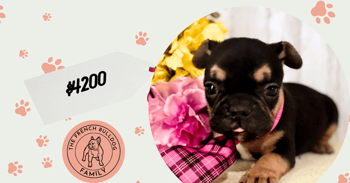 Oscar | Black & Tan French Bulldog Male | Available July 11th, 2026