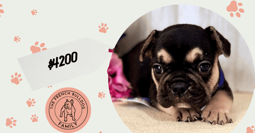 Oreo | Black & Tan French Bulldog Male | Available July 11th, 2026
