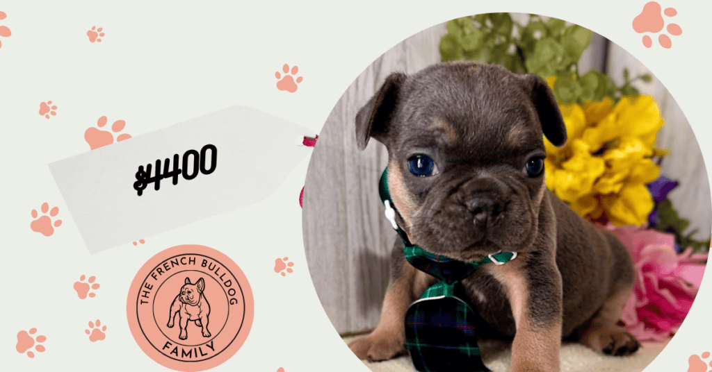 Orbit | Blue & Tan French Bulldog Male | Available July 11th, 2026