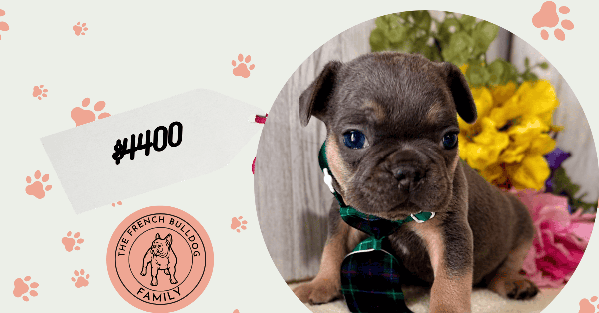 Orbit | Blue & Tan French Bulldog Male | Available July 11th, 2026