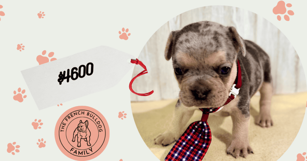 Orry | Blue & Tan French Bulldog Male | Available July 11th, 2026