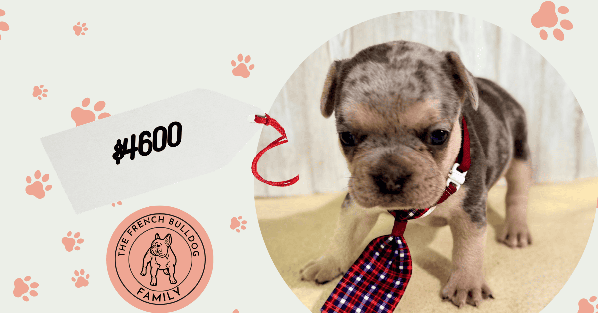Orry | Blue & Tan French Bulldog Male | Available July 11th, 2026