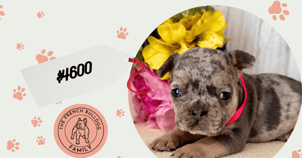 Oakley | Blue Merle French Bulldog Female | Available July 11th, 2026