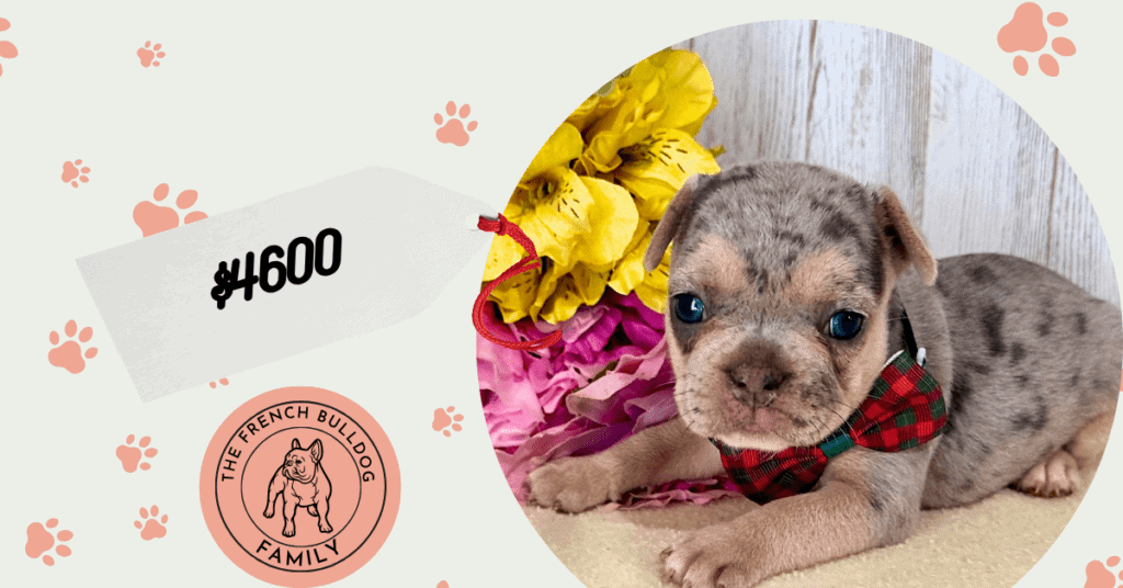 Odysee | Blue Merle French Bulldog Female | Available July 11th, 2026