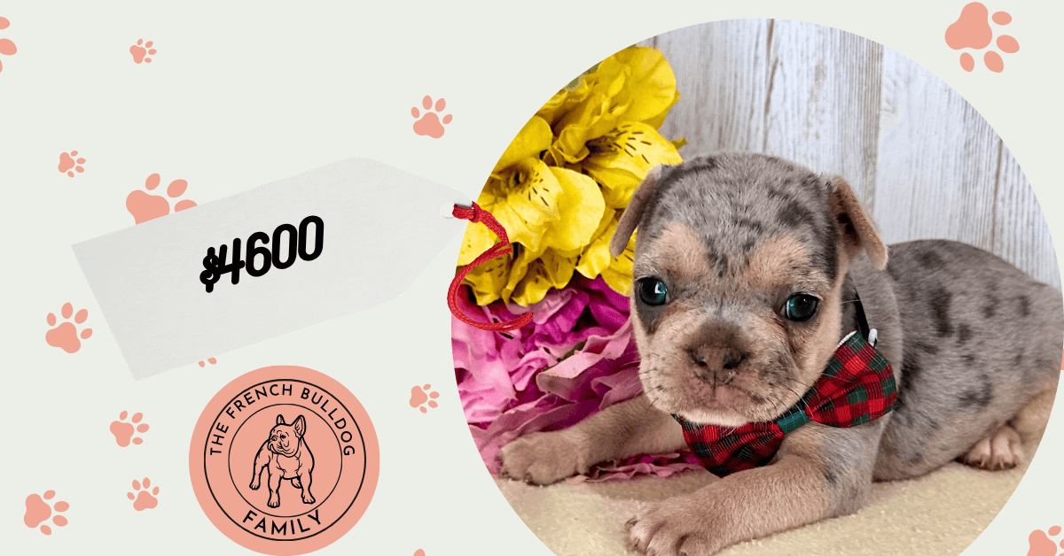 Odysee | Blue Merle French Bulldog Female | Available July 11th, 2026