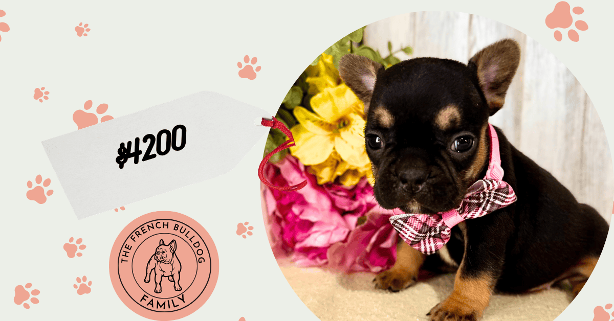 Olive | Black & Tan French Bulldog Female | Available July 11th, 2026