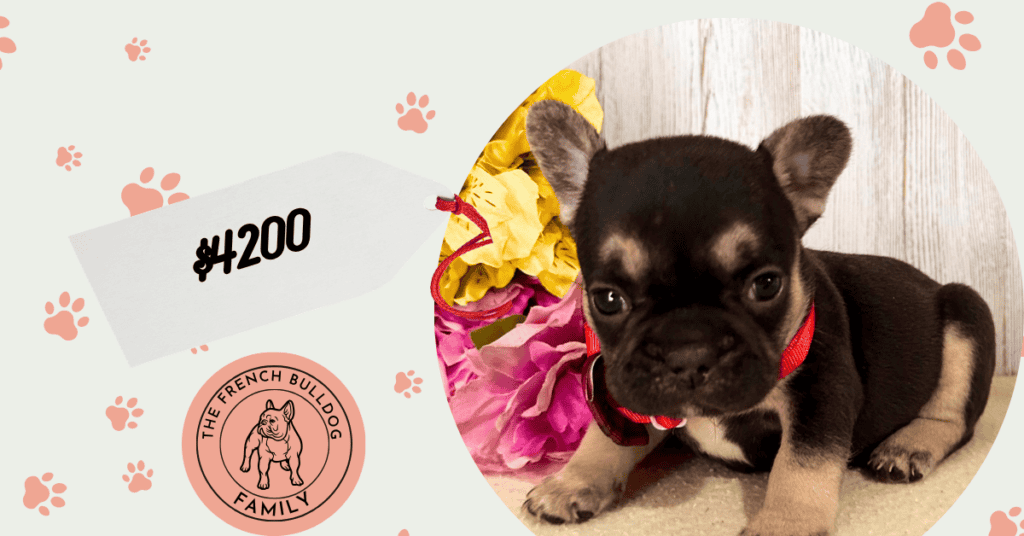 Opera | Black & Tan French Bulldog Female | Available July 11th, 2026