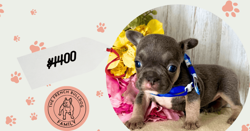 Orlanda | Blue & Tan French Bulldog Female | Available July 11th, 2026