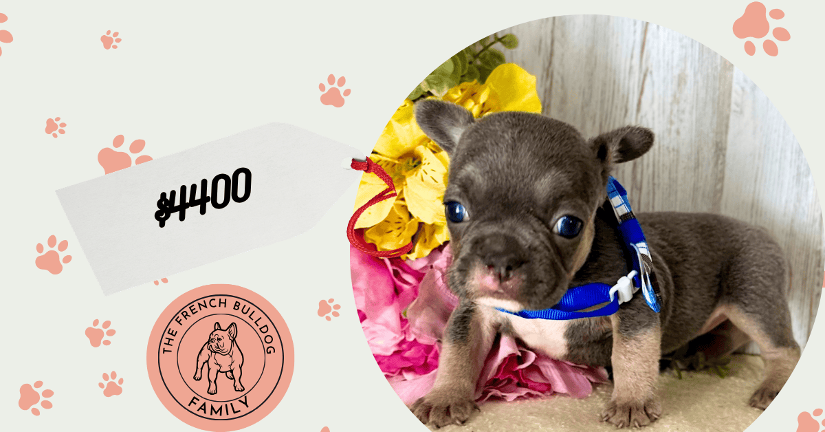 Orlanda | Blue & Tan French Bulldog Female | Available July 11th, 2026