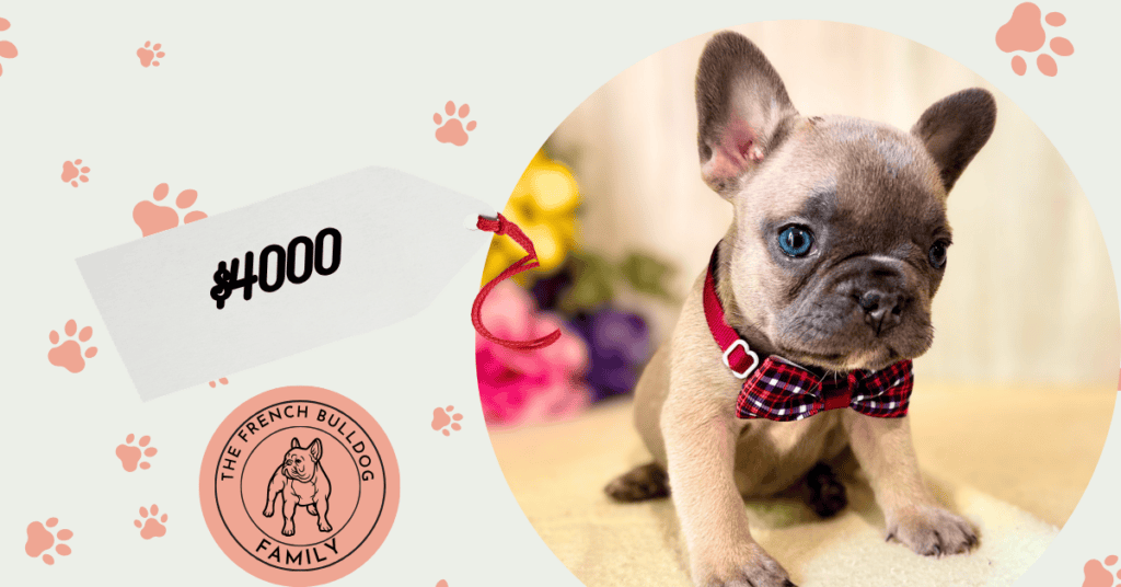 Paige | Blue Fawn French Bulldog Female | Available July 10th, 2026
