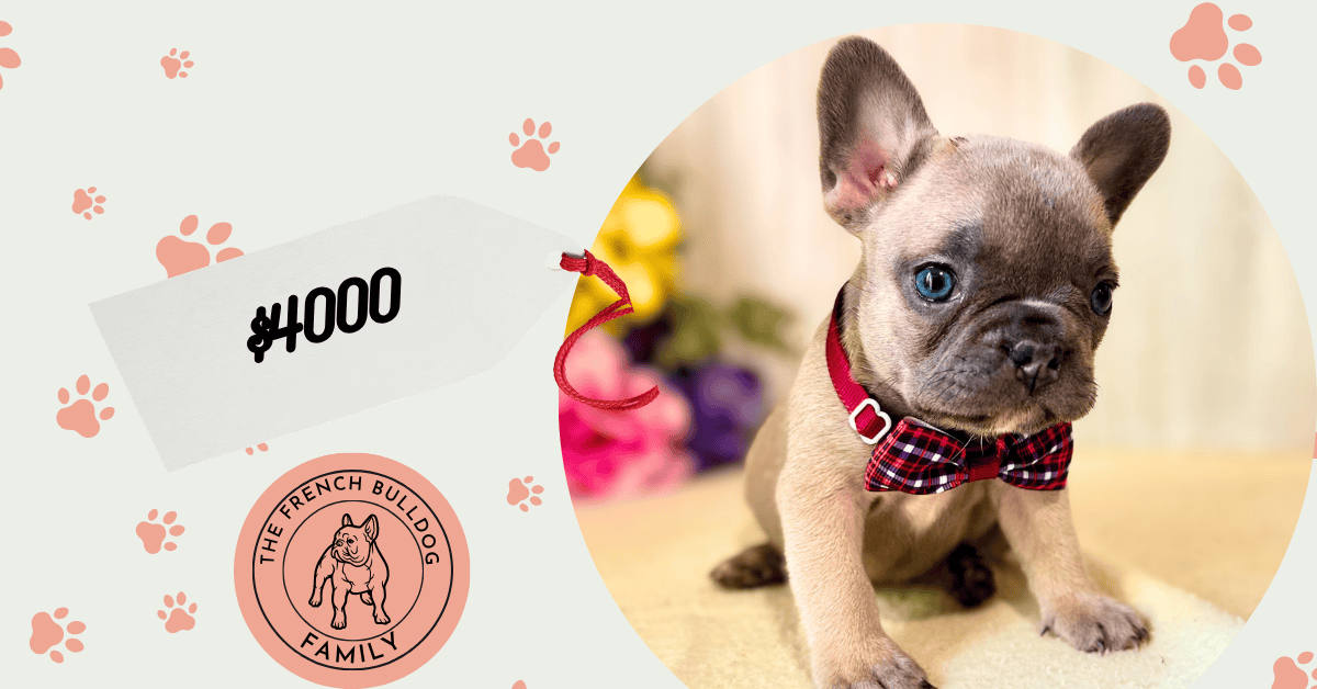 Paige | Blue Fawn French Bulldog Female | Available July 10th, 2026