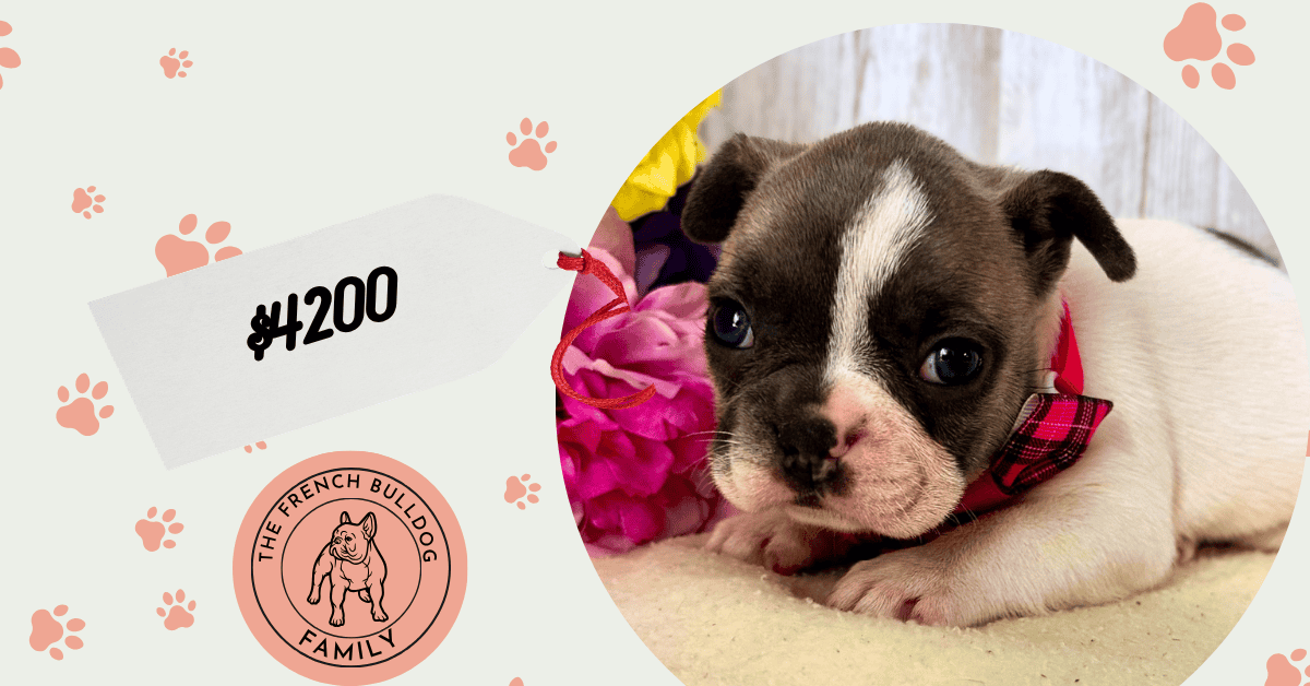 Petunia | Blue Pied French Bulldog Female | Available July 10th, 2026