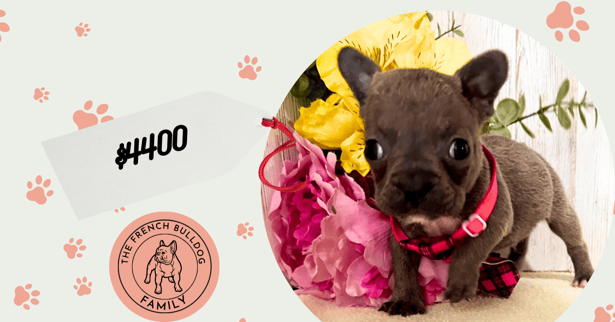 Paulo | Blue French Bulldog Female | Available July 10th, 2026