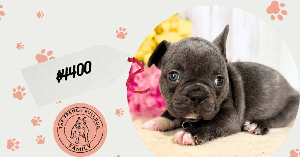 Poco | Blue & White French Bulldog Male | Available July 10th, 2026