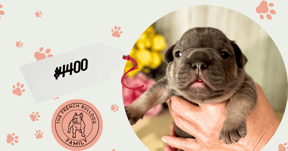 Quarry | Blue & Tan French Bulldog Male | Available July 26th, 2026