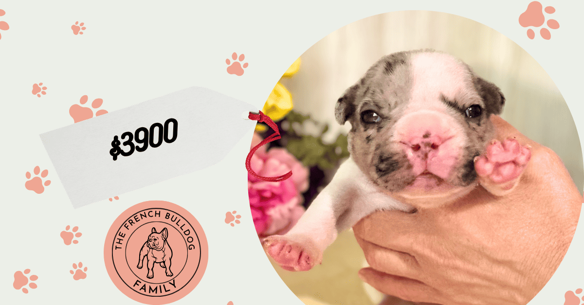 Quinn | Merle Pied French Bulldog Male | Available July 26th, 2026
