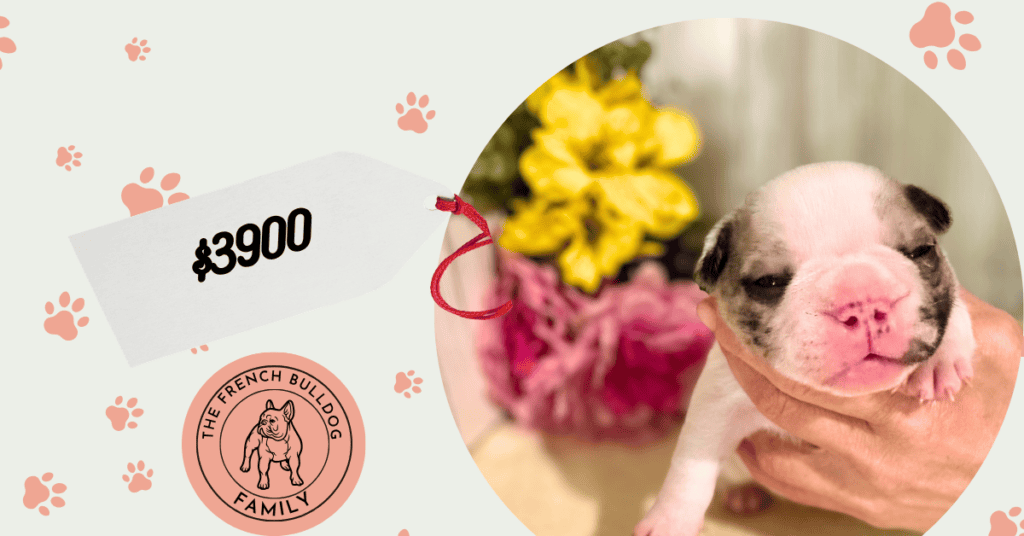 Quilt | Merle Pied French Bulldog Male | Available July 26th, 2026