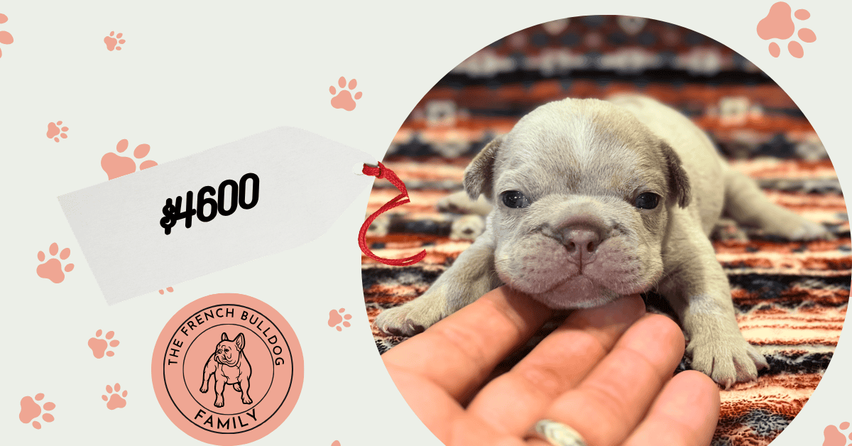 Romeo | Lilac Fawn Merle French Bulldog Male | Available Aug 7th, 2026