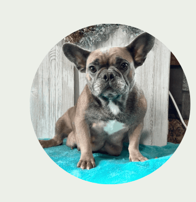 Royal Breezy frenchies parents