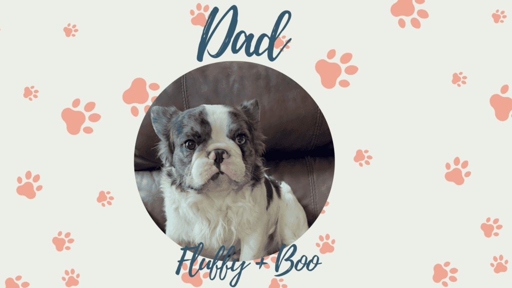 Boo & Fluffy French Bulldog Litters | Due July 31st | Pup ready in Oct 9th, 2026