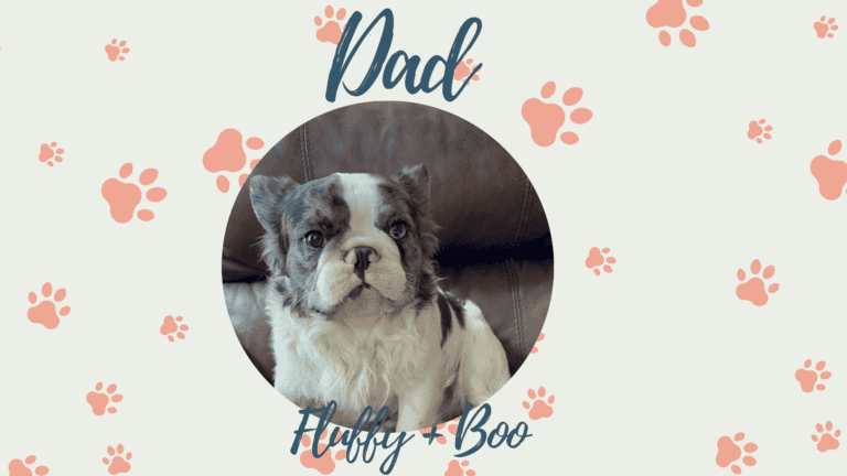 Boo & Fluffy French Bulldog Litters | Due July 31st | Pup ready in Oct 9th, 2026